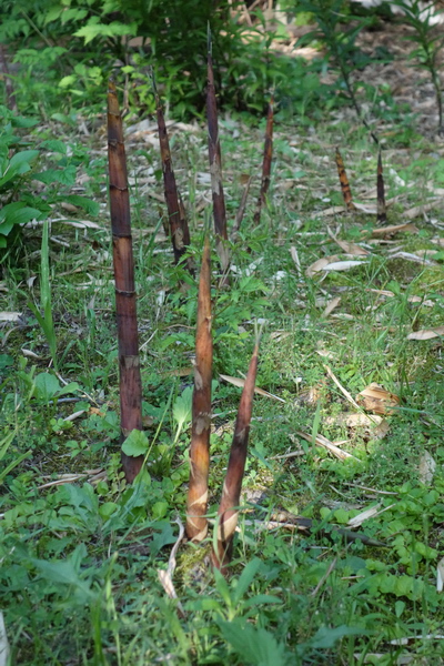 A
              bambuszok támadása